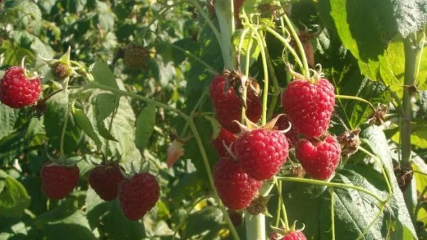 България е на трето място в Европа по производство на малини