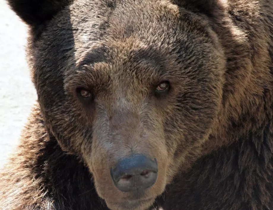 В Камчатка гръмнаха мечка и мече, качили се на ядрена подводница 