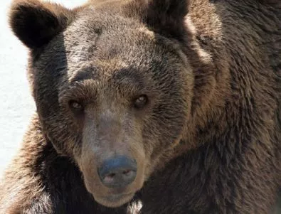 Жителите на девинско село поискаха държавата да застреля опасна мечка