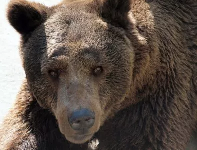 „Най-тъжната мечка в света“ напусна клетката си в китайски мол