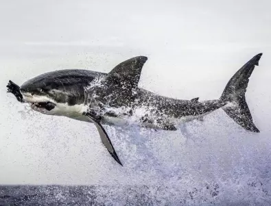 Наистина ли акулите умират, ако спрат да плуват?