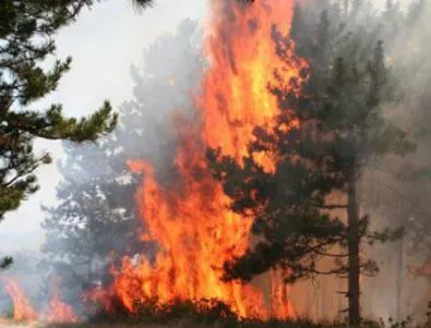 Овладян е пожарът край българо-македонската граница 