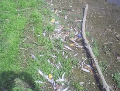 Стотици мъртви риби изплуваха от Гребния канал в Пловдив 