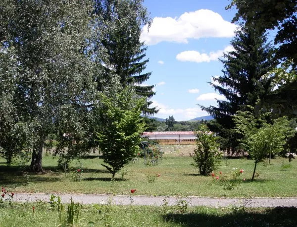 25 чинара на мястото на отсечени тополи засадиха в Пловдив