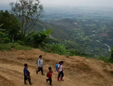 За втора поредна година Колумбия унищожи рекордна площ с кока