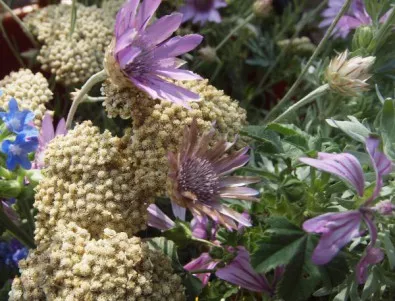 В Ботаническата градина билки отварят пъстри и ухайни цветове за Еньовден 