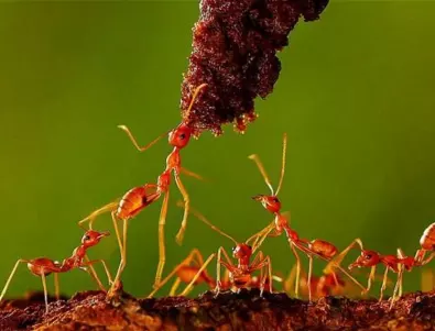 Ето как да изгоним мравките от градината
