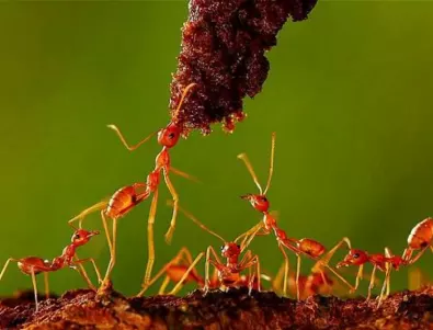 Гениален трик, с който ще прогоните мравките от градината