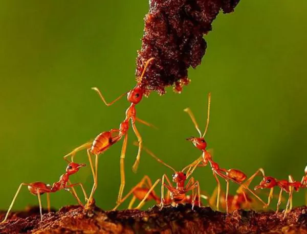 Мравките са участвали в захлаждането на климата на Земята през кайнозойската ера