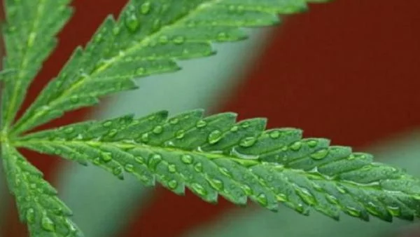 Как се легализира марихуаната