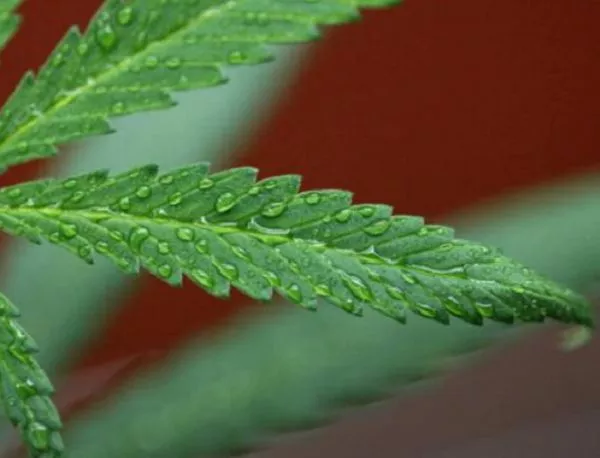 Медицинската марихуана вече е легална в Колумбия