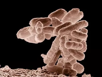 Учени алармират: Супербактерии ни заплашват с нова пандемия