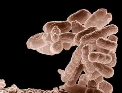 Научиха бактериите E.coli да произвеждат бензин
