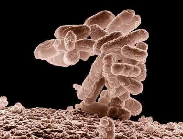 Бактериите "разговарят" помежду си и се координират