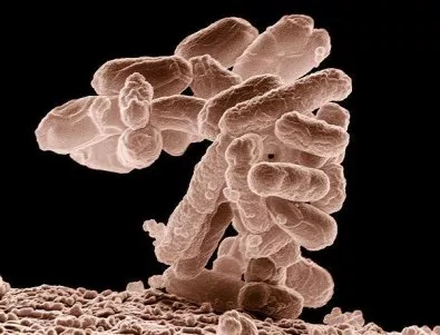 Как учените пренаписват живи бактерии?