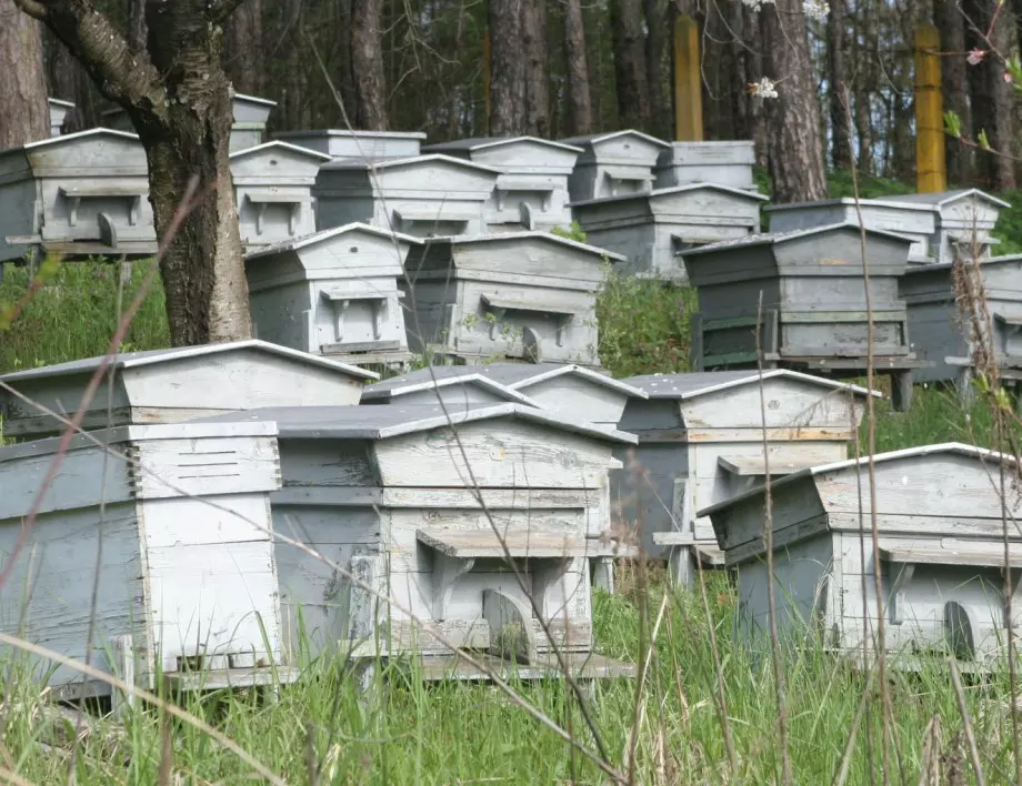 Какво убива пчелите в Плевенско? 
