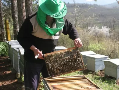Пчеларите искат специално подпомагане и стратегия за следващите 7 години