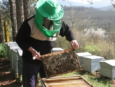 1200 осиновени пчелни кошера за една година 