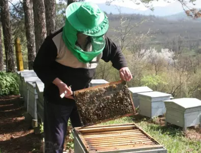 Първи стъпки в пчеларството - какво трябва да знаем?