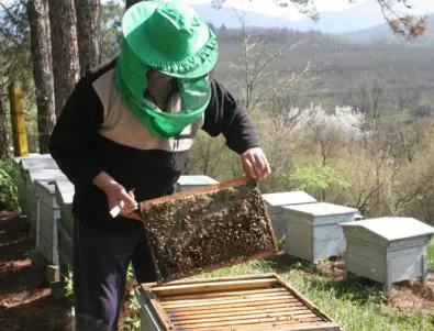 Пчелари на протест - изсипват каци с мед в Царево 