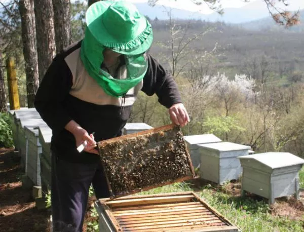Пчелари на протест - изсипват каци с мед в Царево 