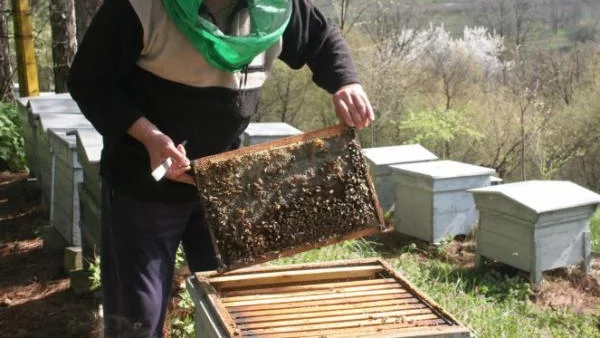 Пчелари на протест - изсипват каци с мед в Царево 