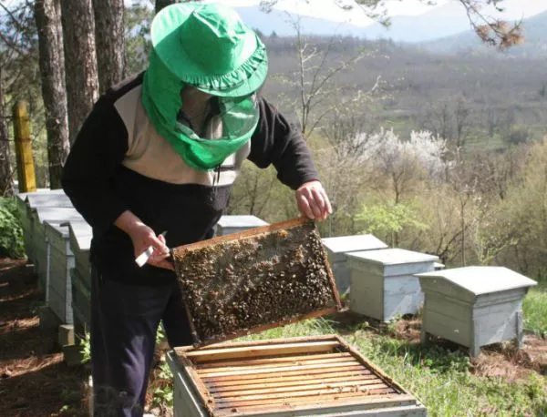 ДФ "Земеделие" отпуска 3,5 млн. лв. на пчеларите