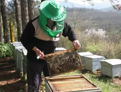 Пчеларите тръгват на протест заради законодателни промени