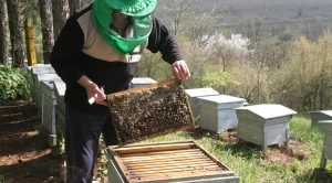 Жива верига на пчелари спря пръскането срещу нодуларен дерматит