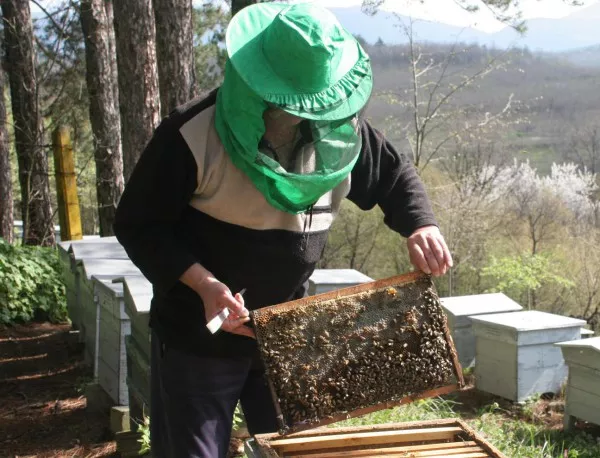 5 млн. лв. годишно ще получават пчеларите