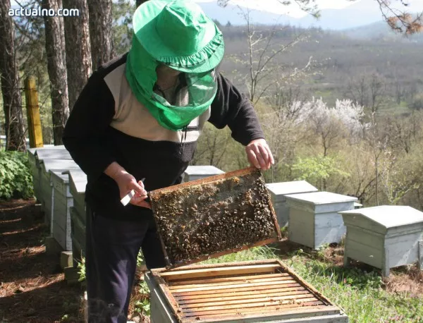 Пчеларите искат от държавата субсидии на пчелно семейство, след като ЕС не дава
