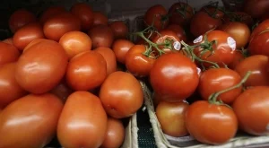 Цената на оранжерийните домати с ръст от 7,5%