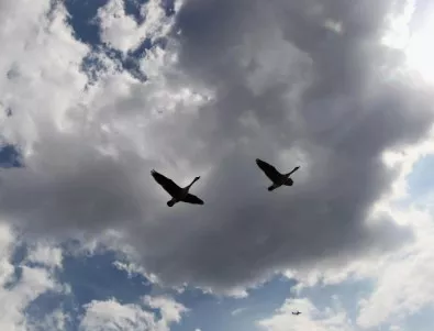 В Каварна започва международна среща за опазване на червеногушата гъска 