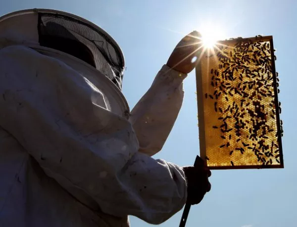 Пчелари ще съдят държавата за унищожение на пчелните семейства 