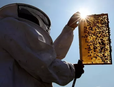 До пролетта ще има нов закон за пчеларството