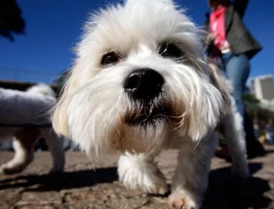 Animal Rescue Sofia успя да събере парите за нов приют за кучета