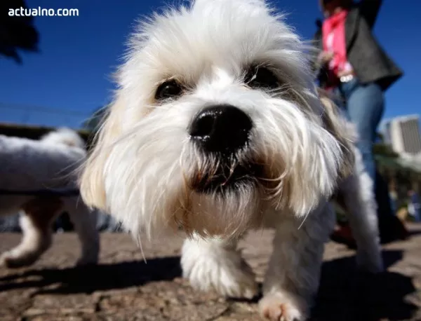 Animal Rescue Sofia успя да събере парите за нов приют за кучета