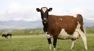304 животновъди ще получат помощ, за да намалят производството на мляко