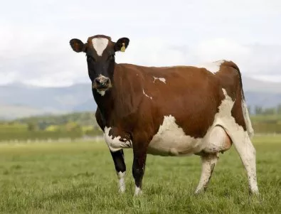 Швейцарският парламент ще решава трябва ли кравите да имат рога