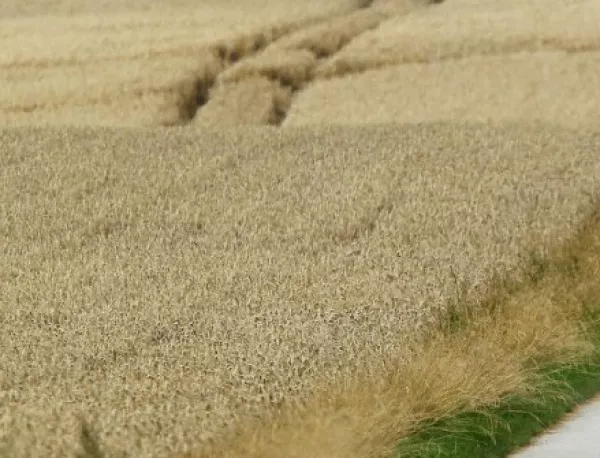 Цената на пшеницата падна под 250 лв. за тон