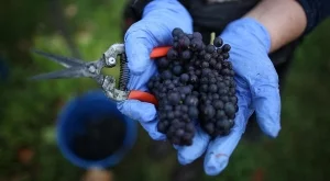 Родните винари очакват най-добрата реколта от 30 години насам 