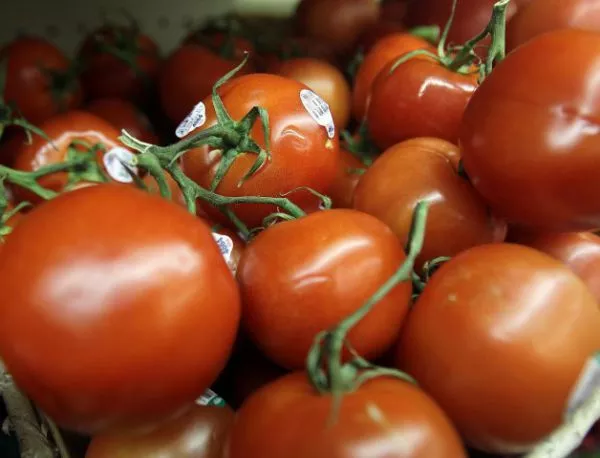 Нови сортове български домати ще се борят с чуждия внос