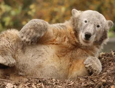 Бриджит Бардо спасява руски мечки алкохолици