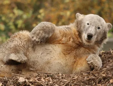 Правят парк за свободно отглеждане на мечки в Стара Загора
