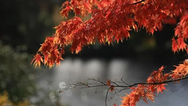 Есента ни подарява още един топъл и слънчев ден