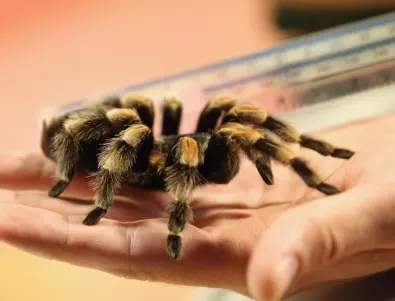 Да отглеждаш тарантула като домашен любимец - предимства и недостатъци