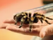 Опитал да изнесе ценни отровни паяци и скорпиони от Турция: Задържаха куратор от американски музей (ВИДЕО)