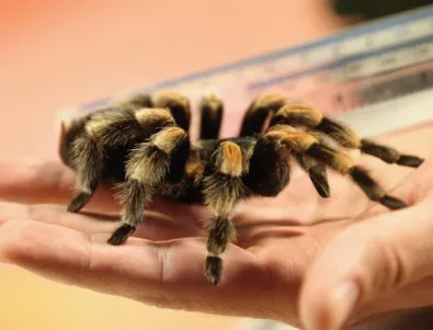 Паяци и скорпиони ще живеят в Плевенския музей през следващия месец