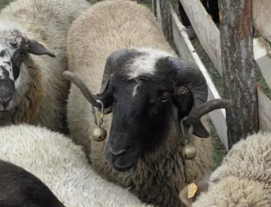 Кражба на овце в Стралджа: Ето какво стана с животните