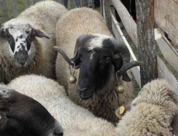 Бруцелозата в Кочан е от гръцки овце?